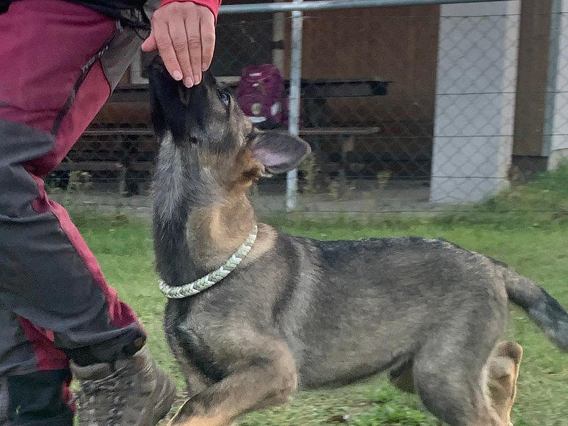 Junghundtraining