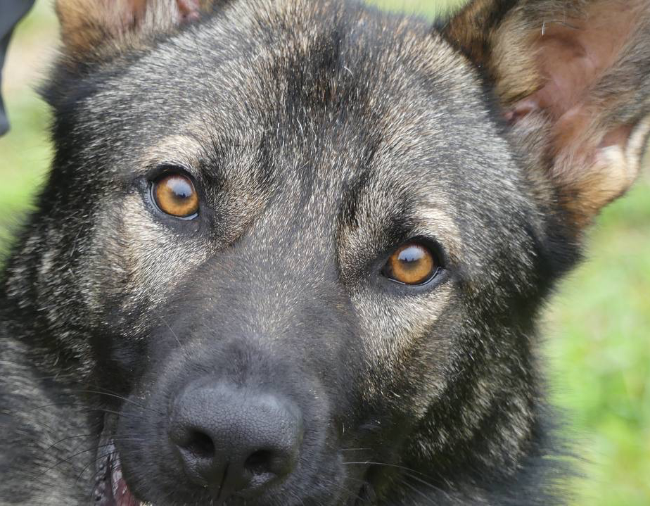 bild hundeschule raute