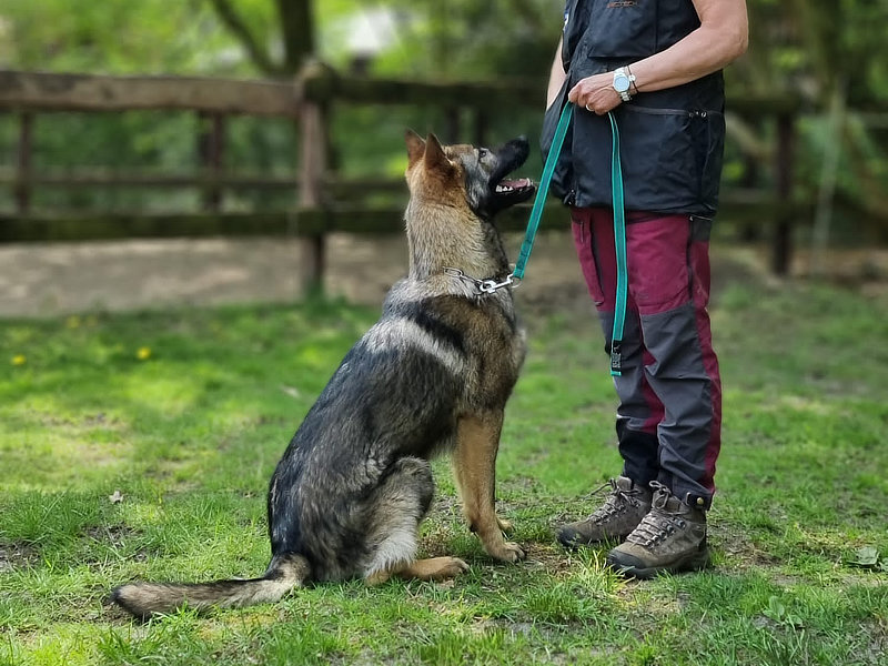 bild hundeschule raute